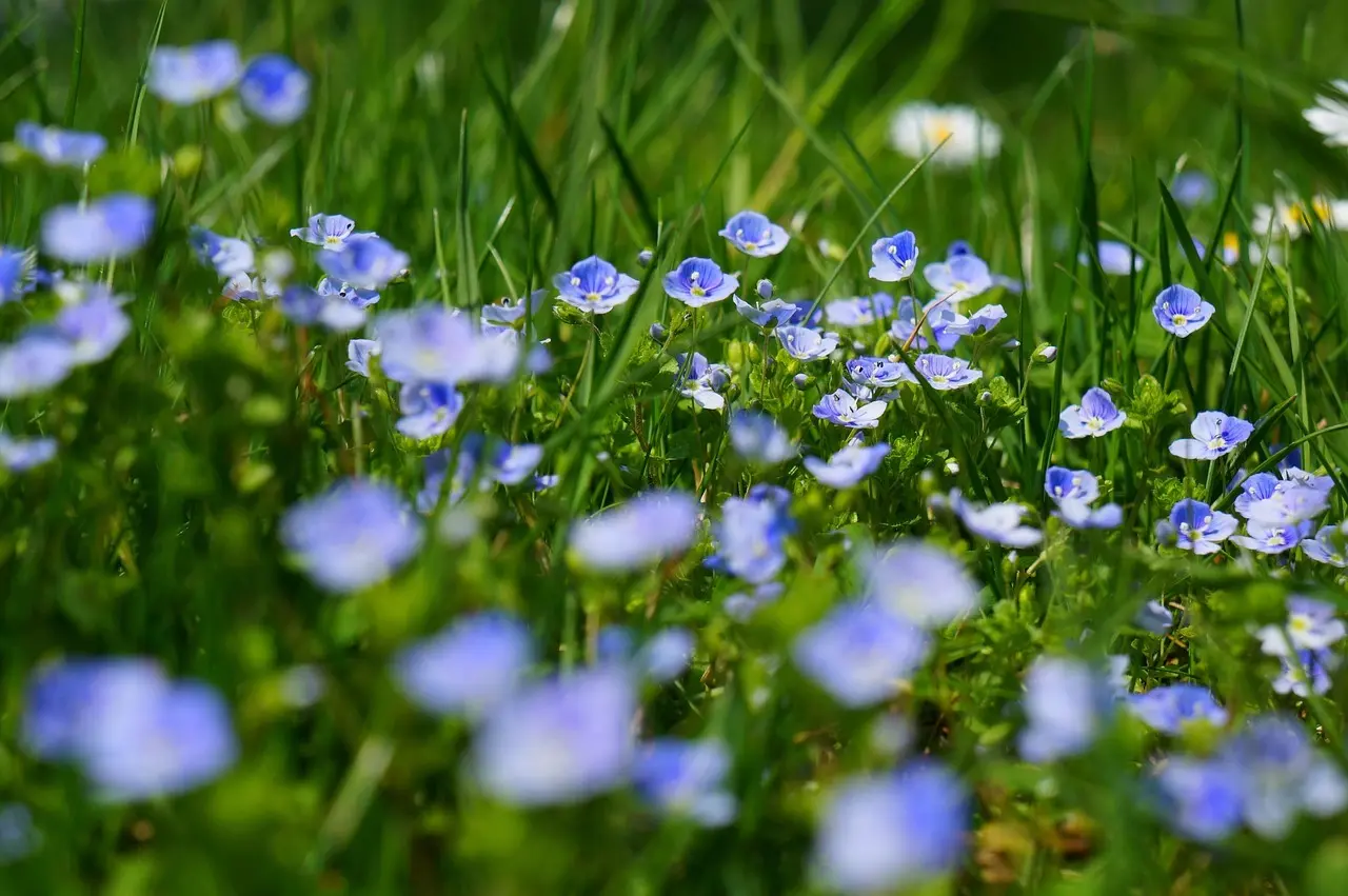 5 planter og blomster i klubfarver til din Eliteserien-have